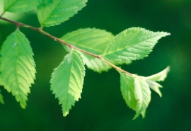 闺蜜伤感网名_心比针软i
